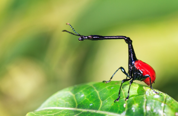 28 Awesome Bugs logo